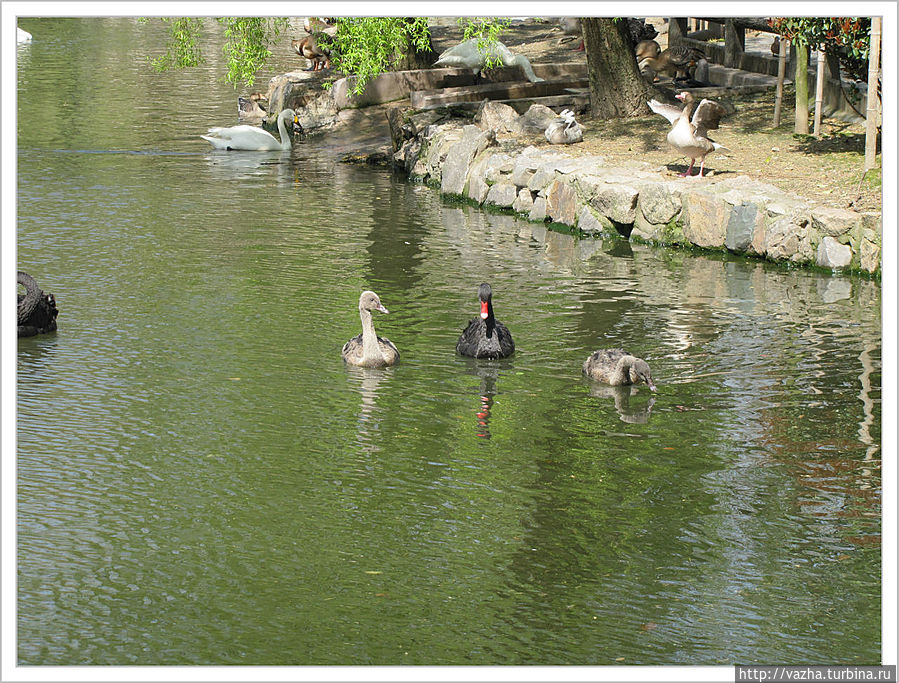 Лебеди Шанхай, Китай