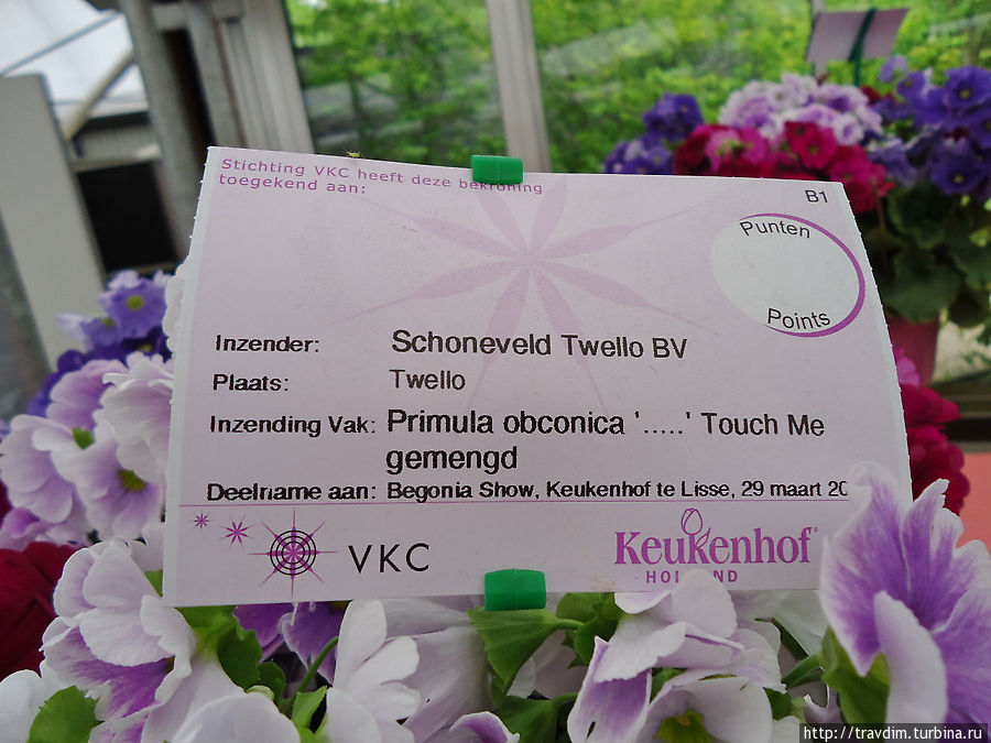 У каждого цветка своя табличка Кёкенхоф, Нидерланды