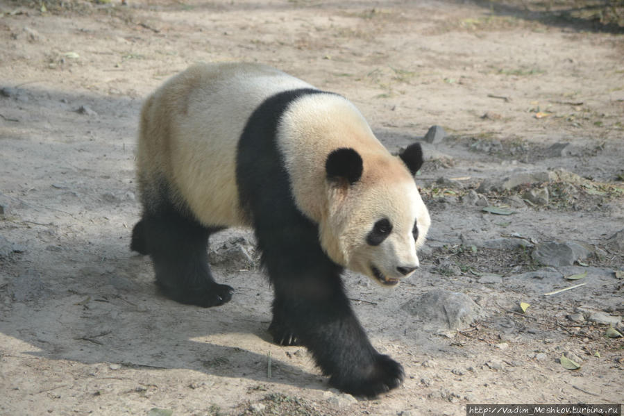 Символ Китая — медведь панда. Шанхай, Китай