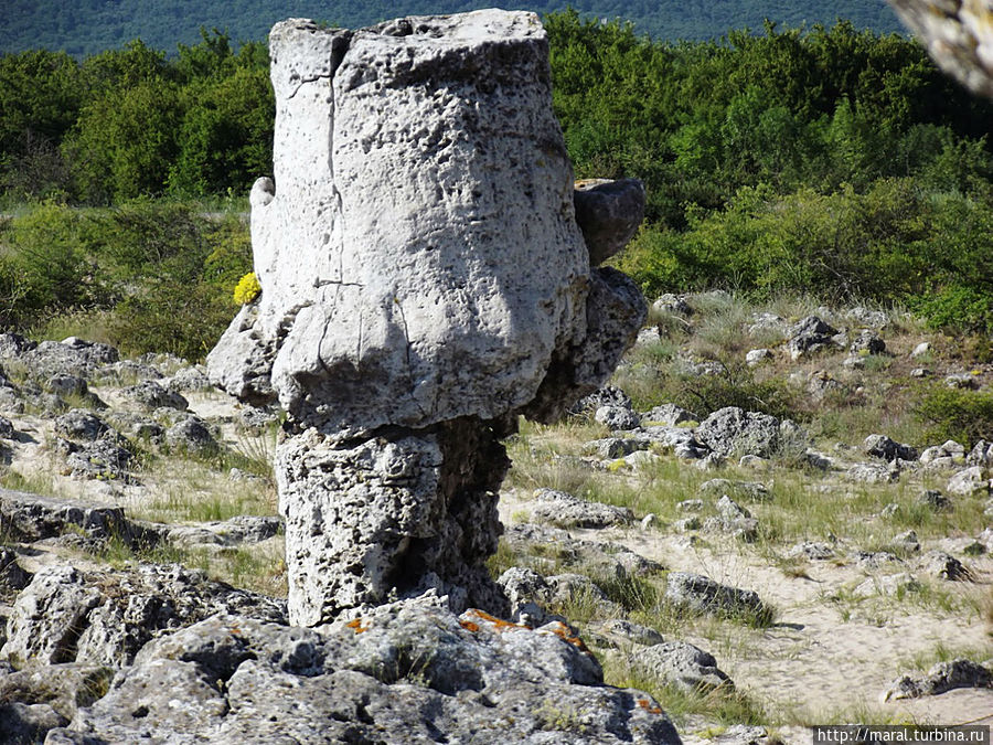 А вот так Гриб похож на Тюльпан