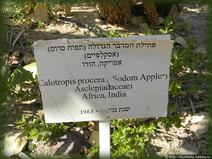 Оазис Эйн-Геди (ч2) Баобаб и Содомское яблоко Эйн-Геди, Израиль