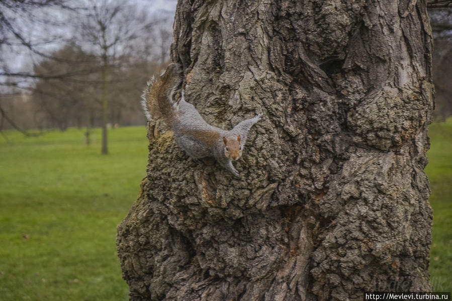 Обитатели Hyde Park Лондон, Великобритания