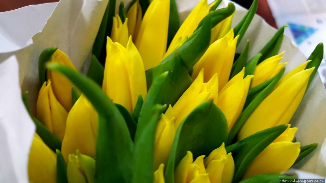 Почему желтые тюльпаны вестники разлуки. Жёлтые тюльпаны вестники разлуки. Картинка желтые тюльпаны не вестники разлуки.