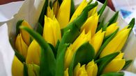 Жёлтые тюльпаны вовсе не разлуки вестники, но символы весны!