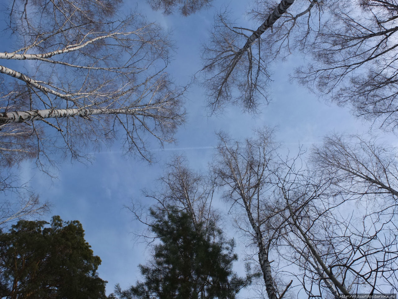 С настроением весеннего леса... Красноярск, Россия