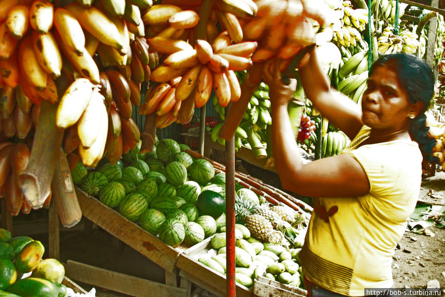 Шри — Ланка. Райский островок. Шри-Ланка