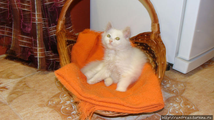 Наша кошка Мальта ))