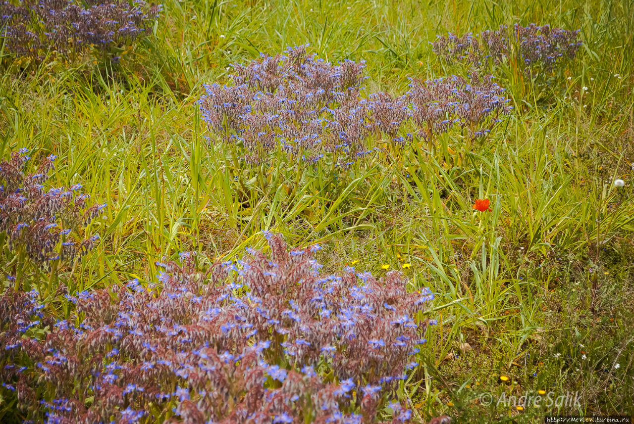 Поле маков Ситжес, Испания