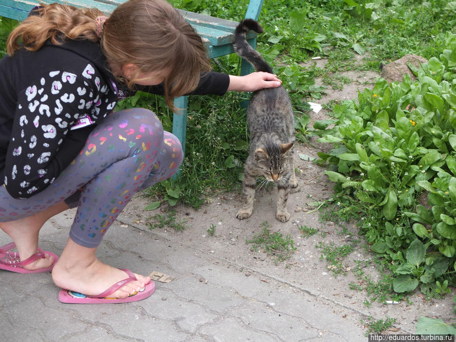 Мурчащие коты, яркие и не очень))) Санкт-Петербург, Россия