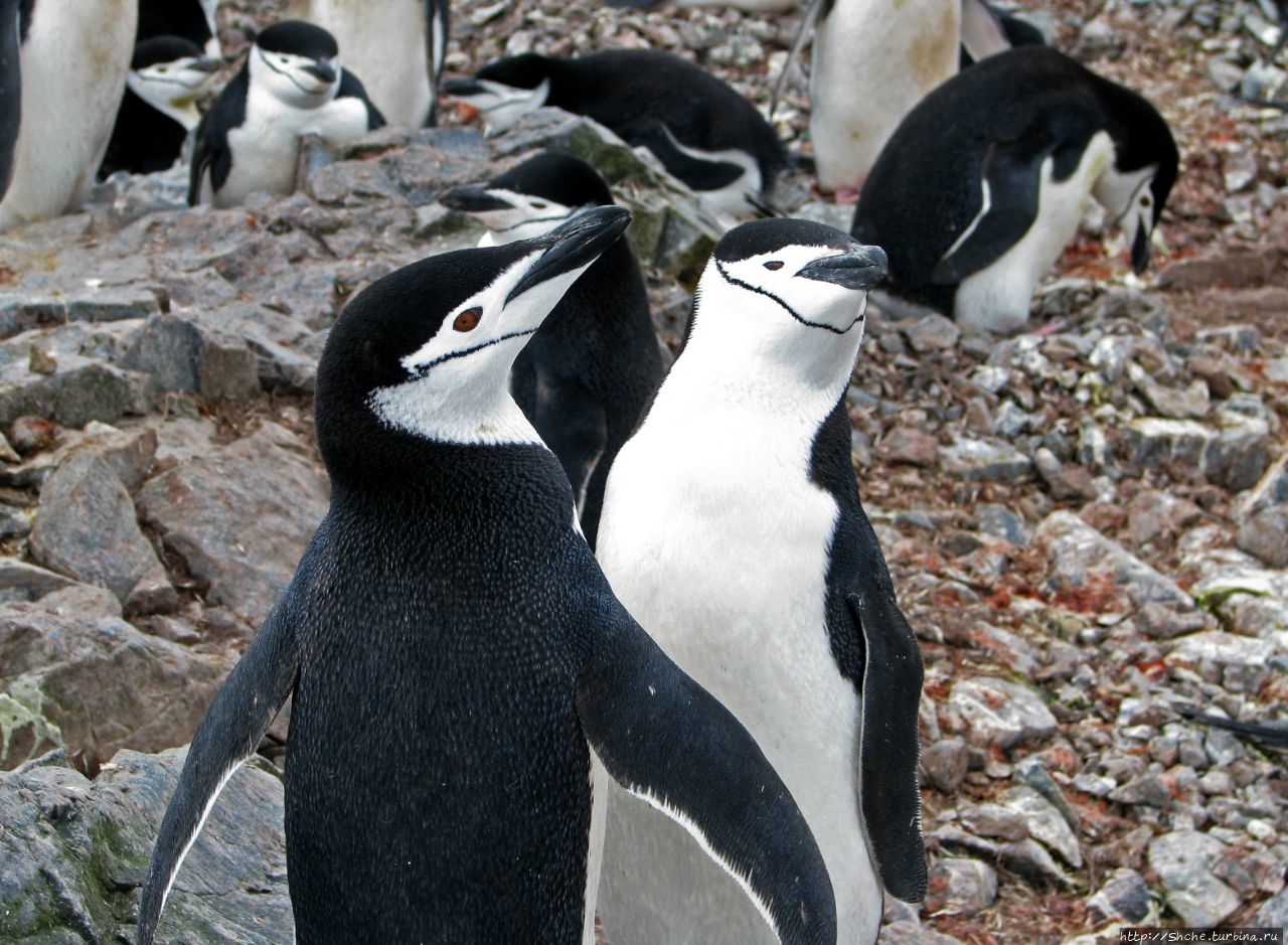 25 апреля — Всемирный день пингвинов (World Penguin Day) Антарктический полуостров, Антарктида