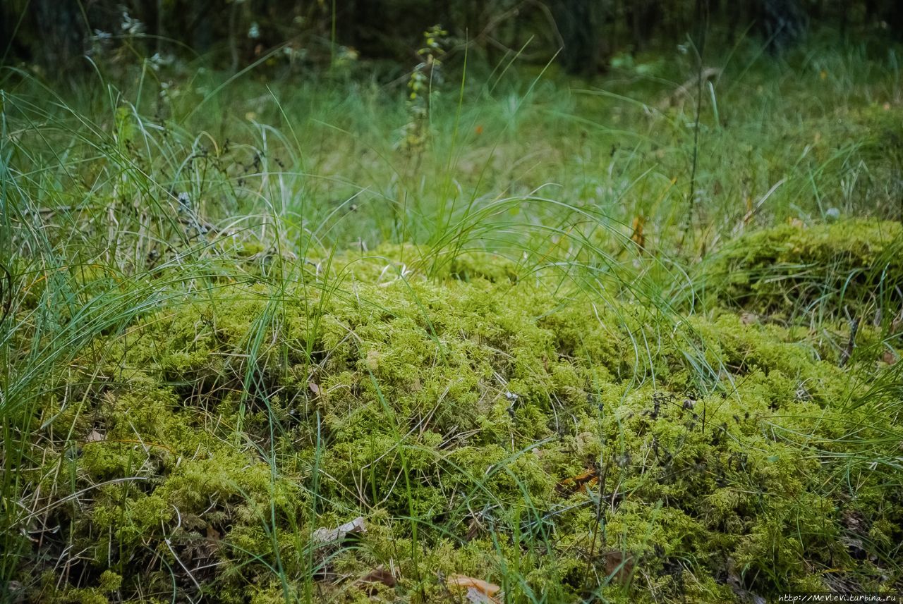 Остров Буллю Рига, Латвия