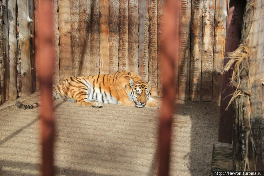 Звериная весна Пермь, Россия