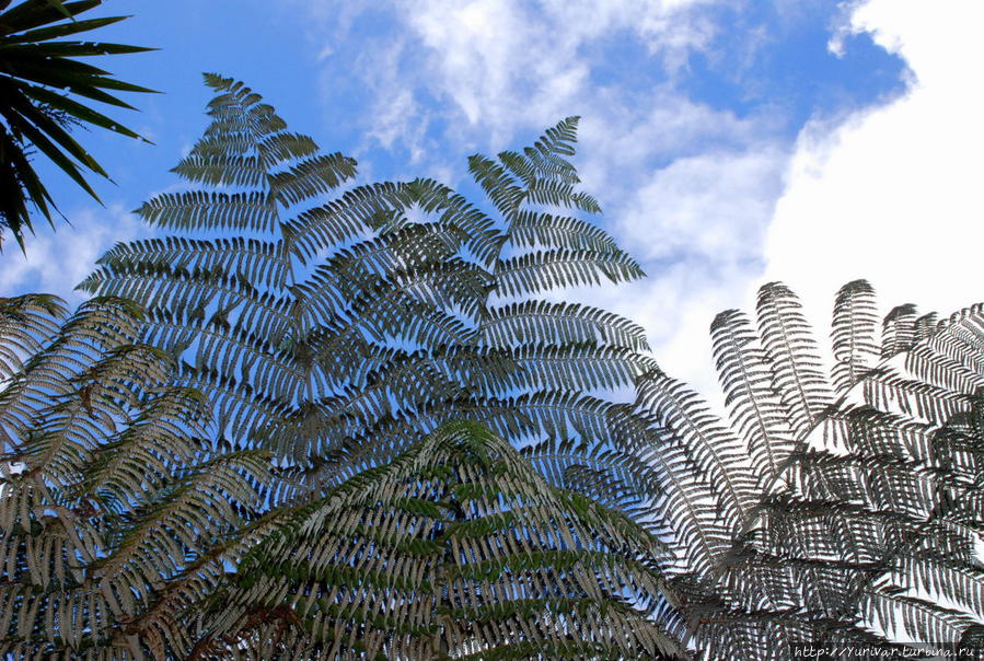 Лист древовидного папоротника Ferns Tree — второй символ Новой Зеландии Роторуа, Новая Зеландия