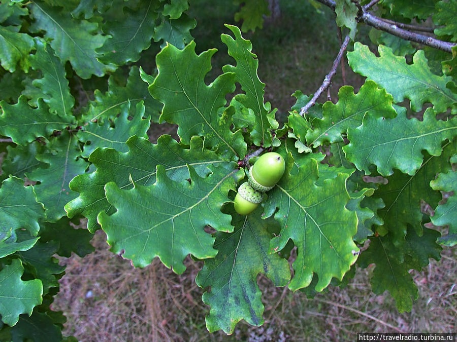 Микельторнис Латвия