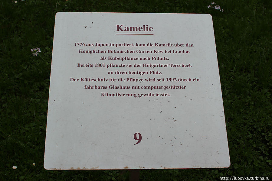 Уже в 1801 году придворный садовник Тершек высадил камелию на то место, где она находится и по сей день. Пильниц, Германия