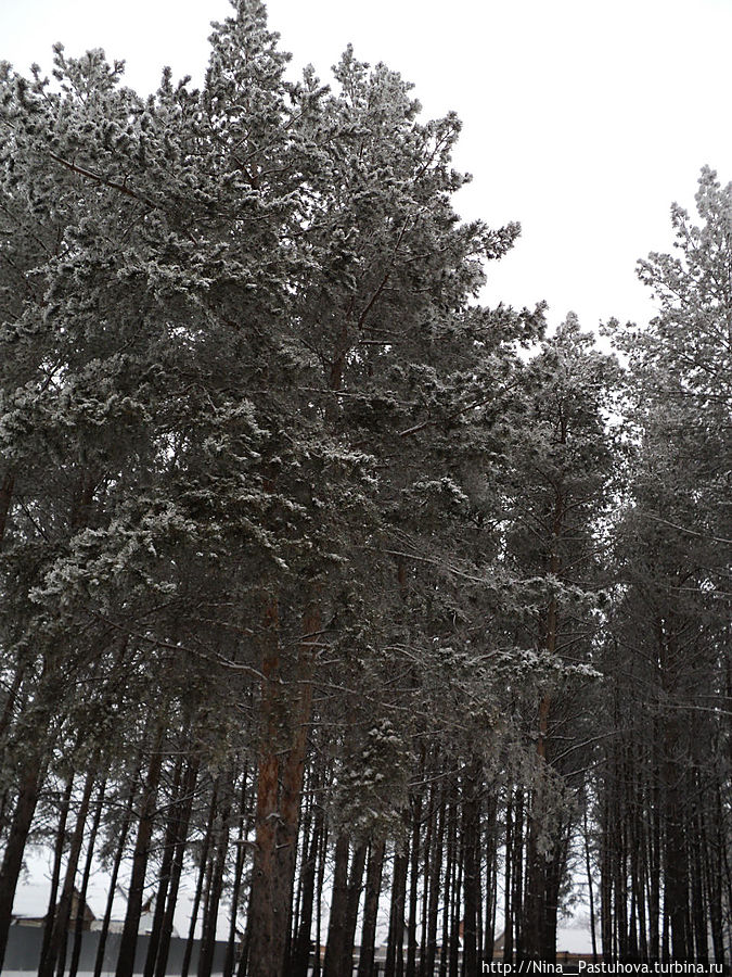 В  зимней  сказке