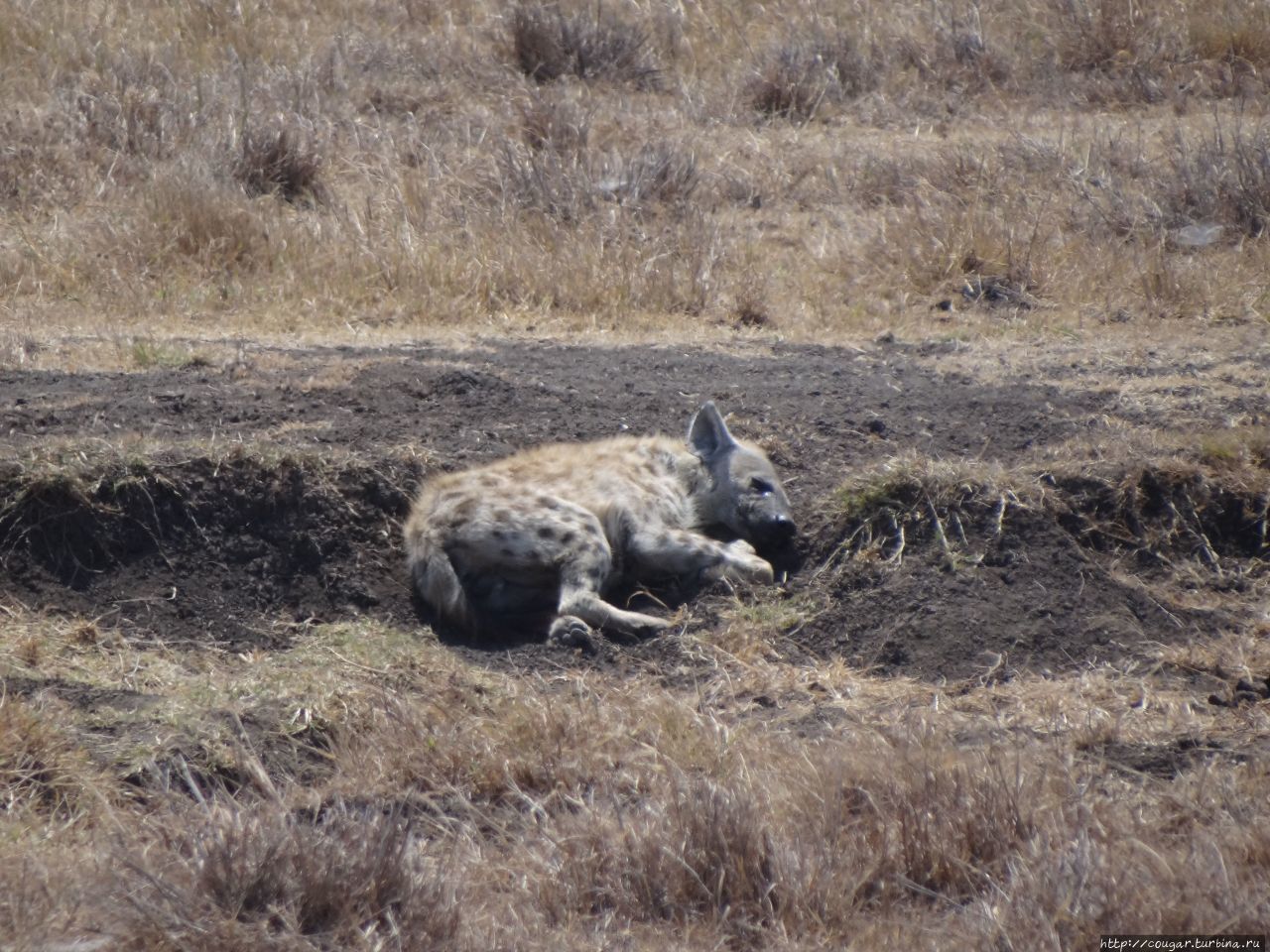 Гиена, самец, судя по всему. Нгоронгоро (заповедник в кратере вулкана), Танзания
