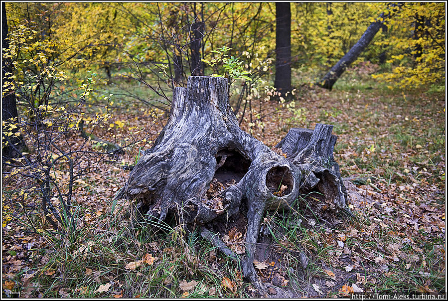 Краски воронежской осени Воронеж, Россия