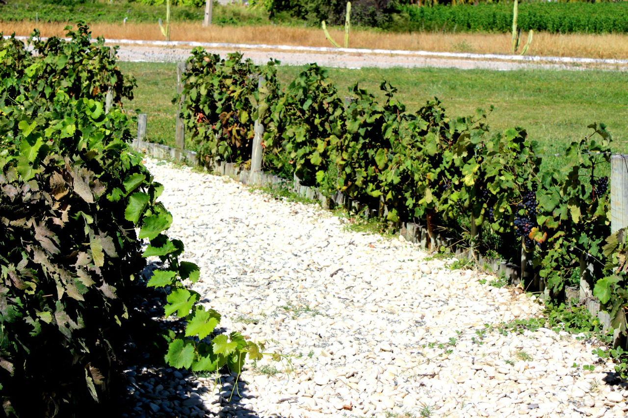 Оуру-Верди  — виноградники для угощения посетителей Каза-Нова, Бразилия
