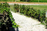 Оуру-Верди  — виноградники для угощения посетителей