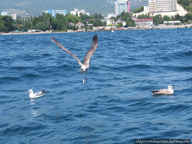 Морская рыбалка в Алуште Алушта, Россия