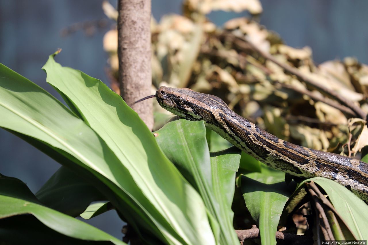 Зоопарк Янгона Янгон, Мьянма