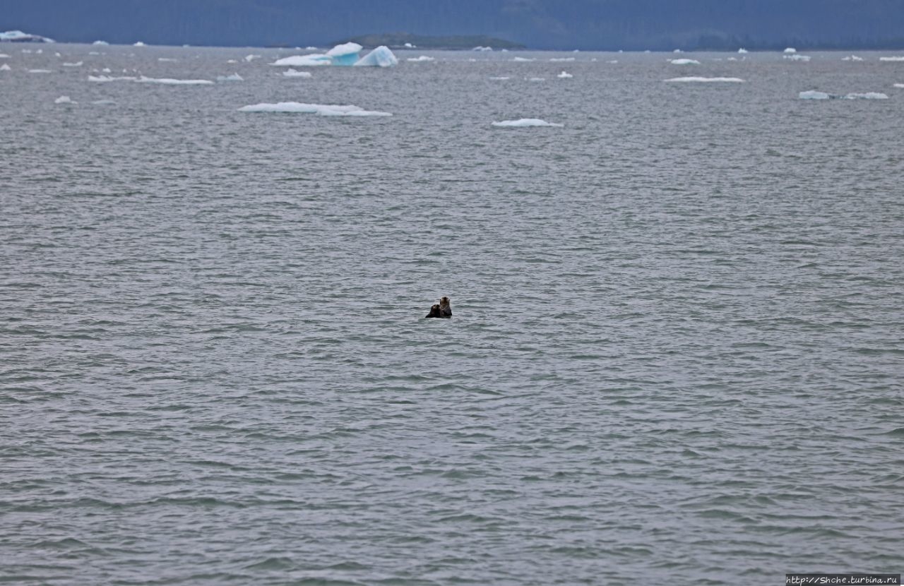 Животный мир Аляски. Каланы, или морские выдры Залив Колумбия, CША