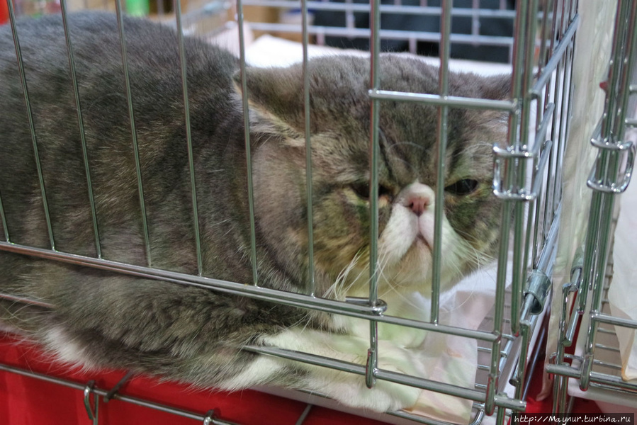 Экзотическая короткошерстная. Южно-Сахалинск, Россия