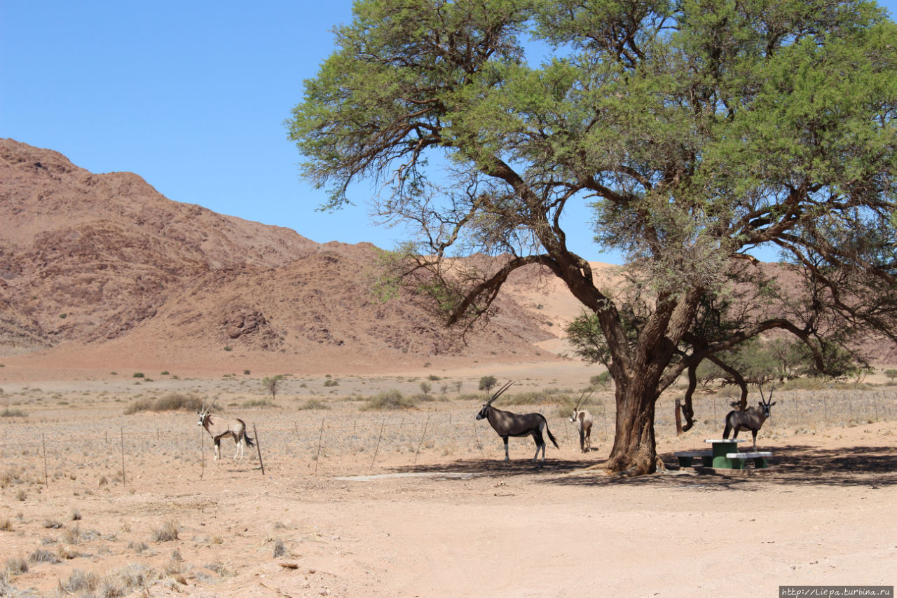 Первые ориксы, как в мультике Золотая антилопа Солитейр, Намибия