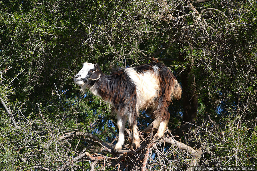Летающие козы Марокко