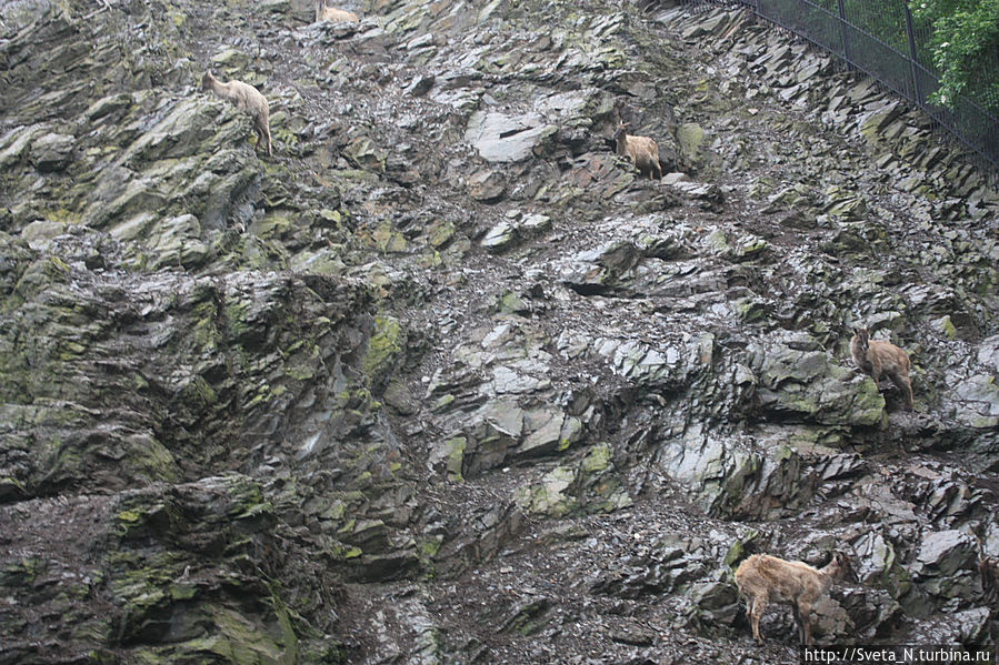 Очень незаметны козлы на фоне скал