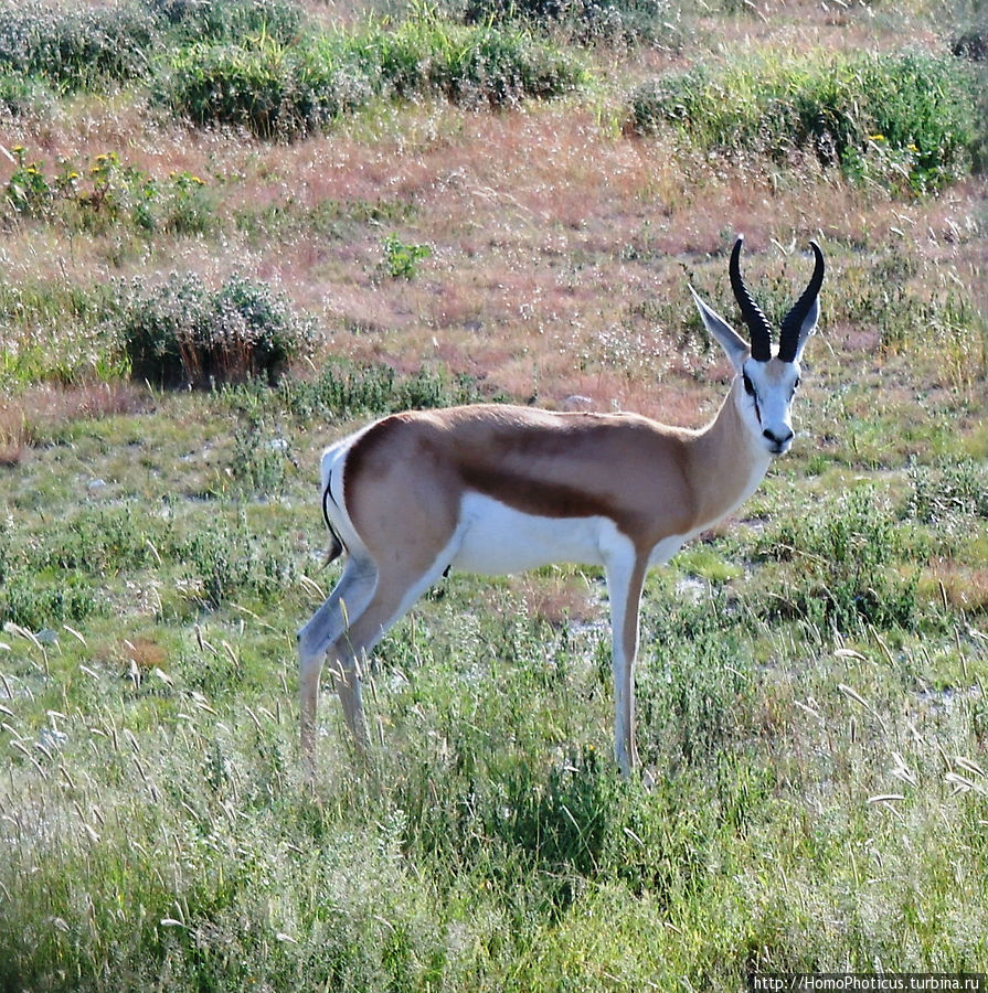 Импала Этоша Национальный Парк, Намибия