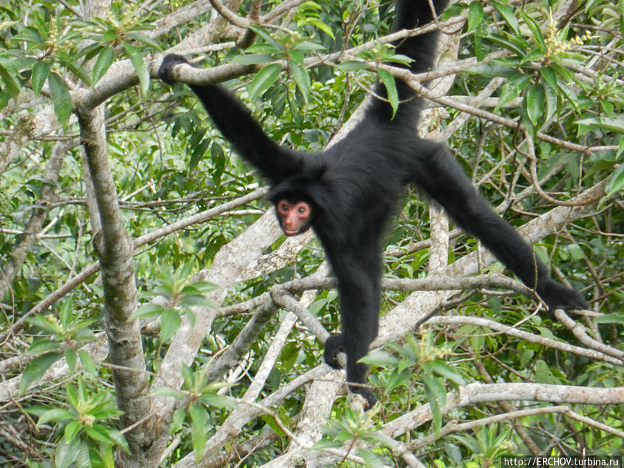 Дальние страны. Часть 12. Лесные обезьяны Регион Потаро-Сипаруни, Гайана