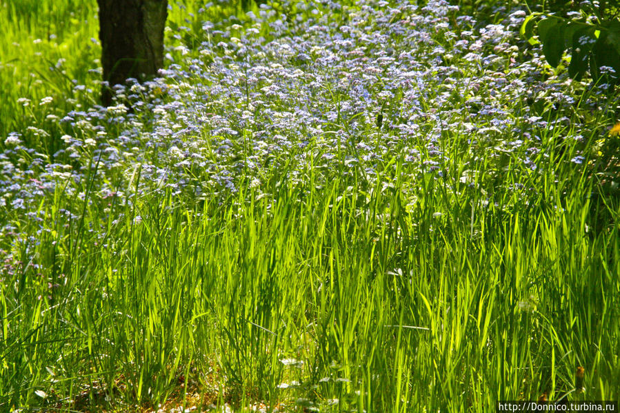 Не забудь меня, Незабудка... Калужская область, Россия