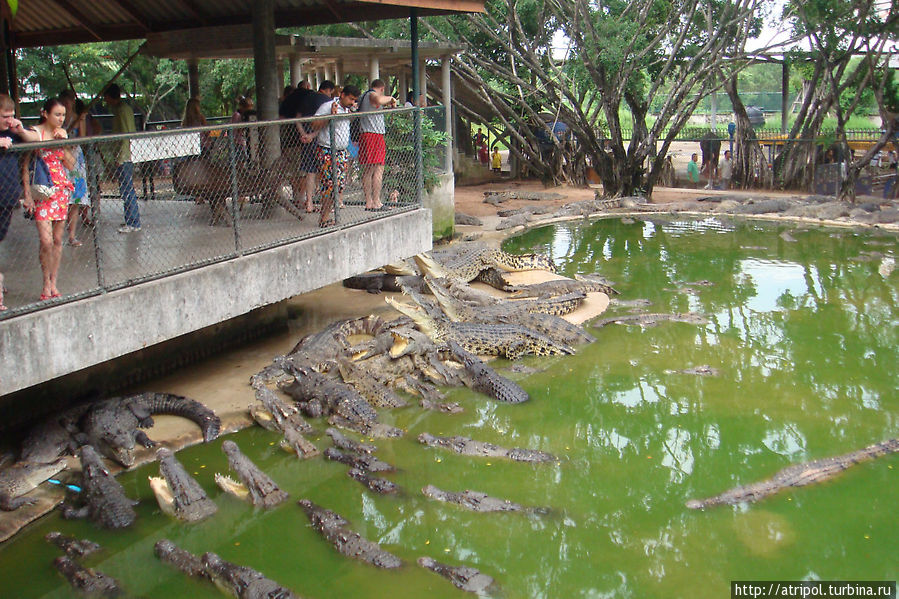 Кормление крокодяблов Паттайя, Таиланд