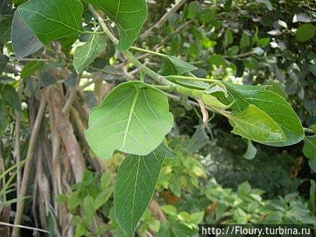 Снова индустриальный город. Снова ботсад Донецк, Украина