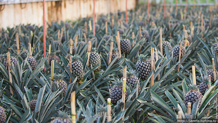 Уже более крупные, ближе к спелости.