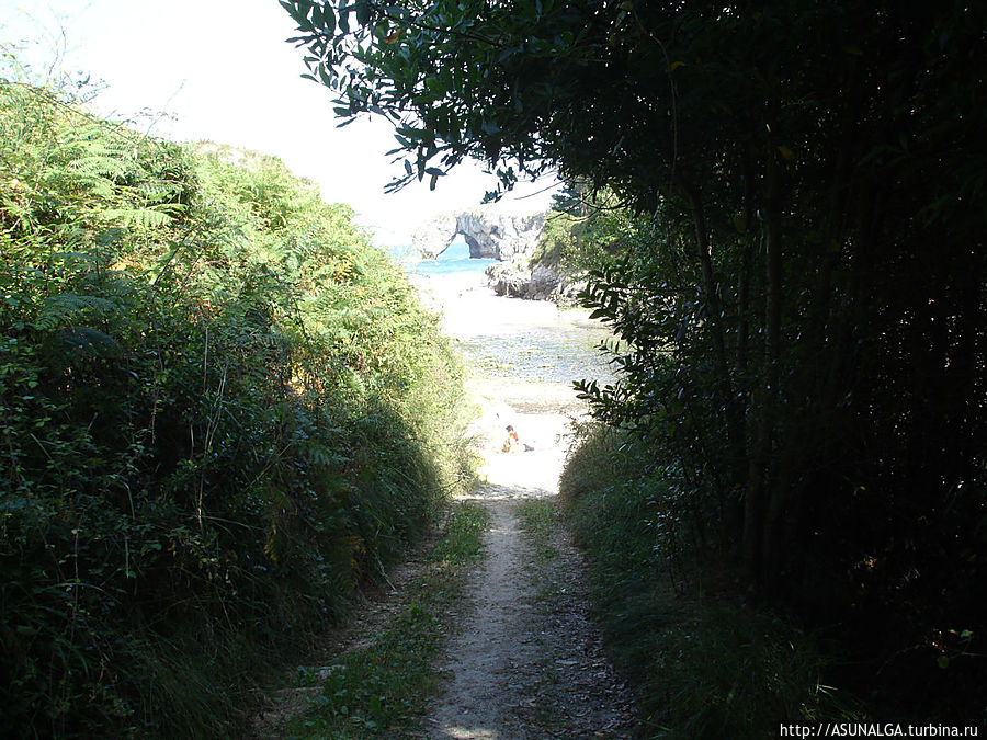 в Астурии круглый год, даже зимой, зеленеет трава