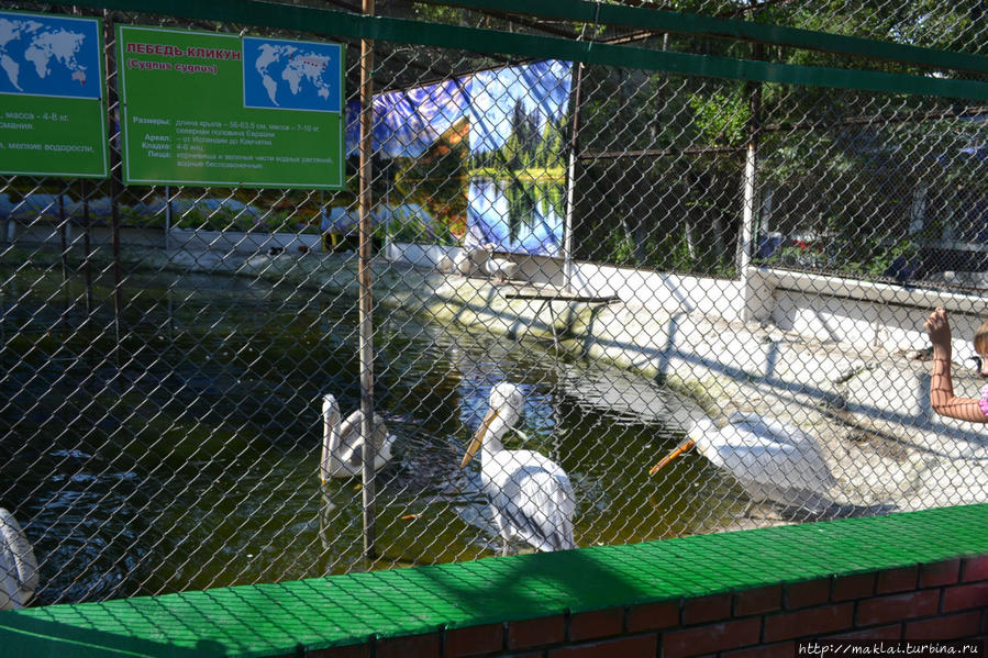 Пеликан. Абакан, Россия