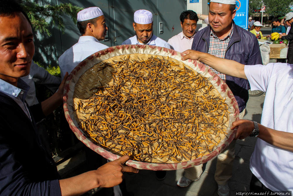 Кордицепс Лхаса, Китай