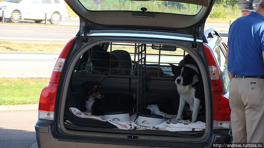 Хорошо быть собакой в Швеции ))