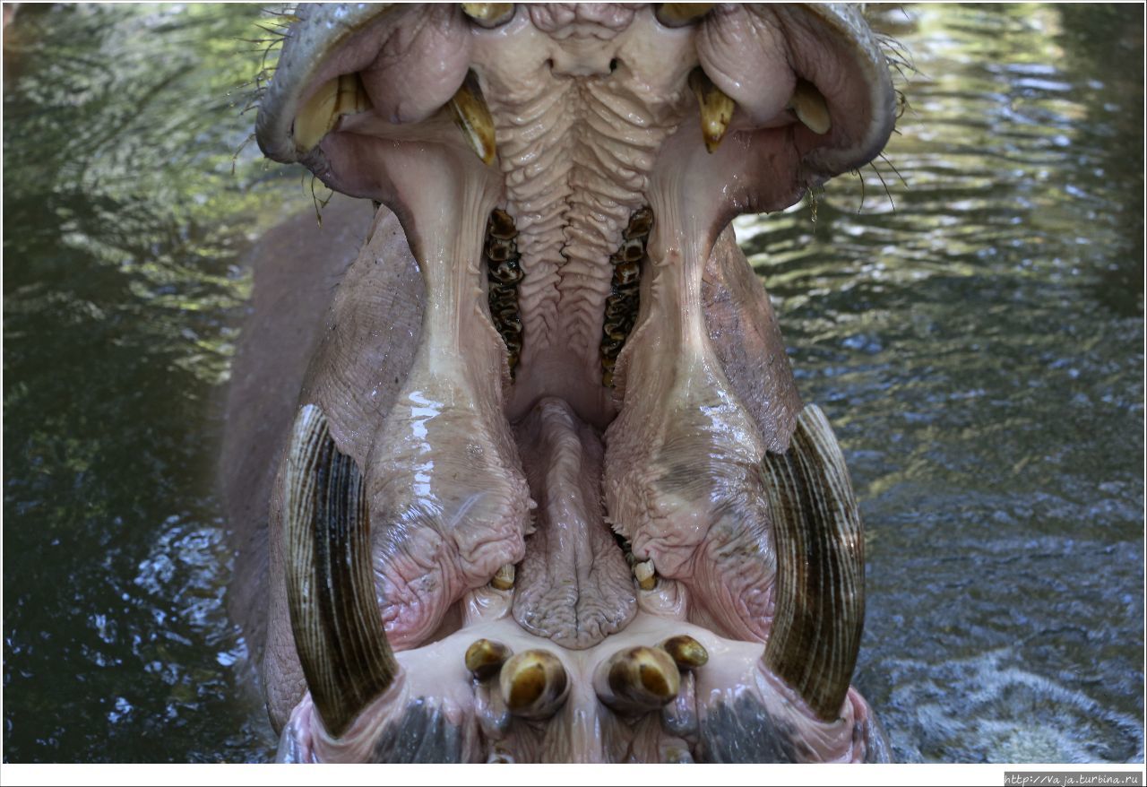 Зоопарк Чианг мая Чиангмай, Таиланд