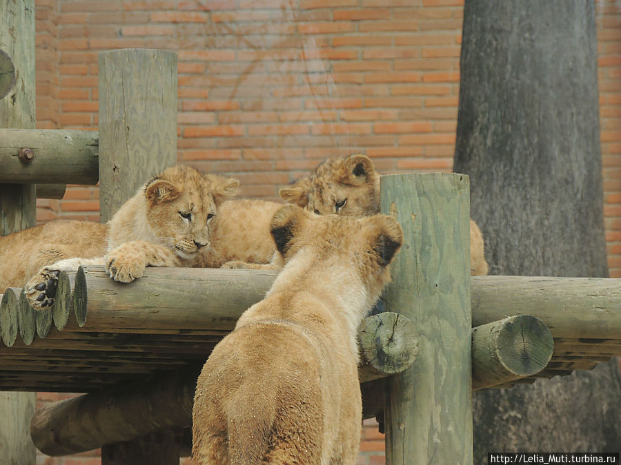 Лиссабонский ZOO-Дом Лиссабон, Португалия