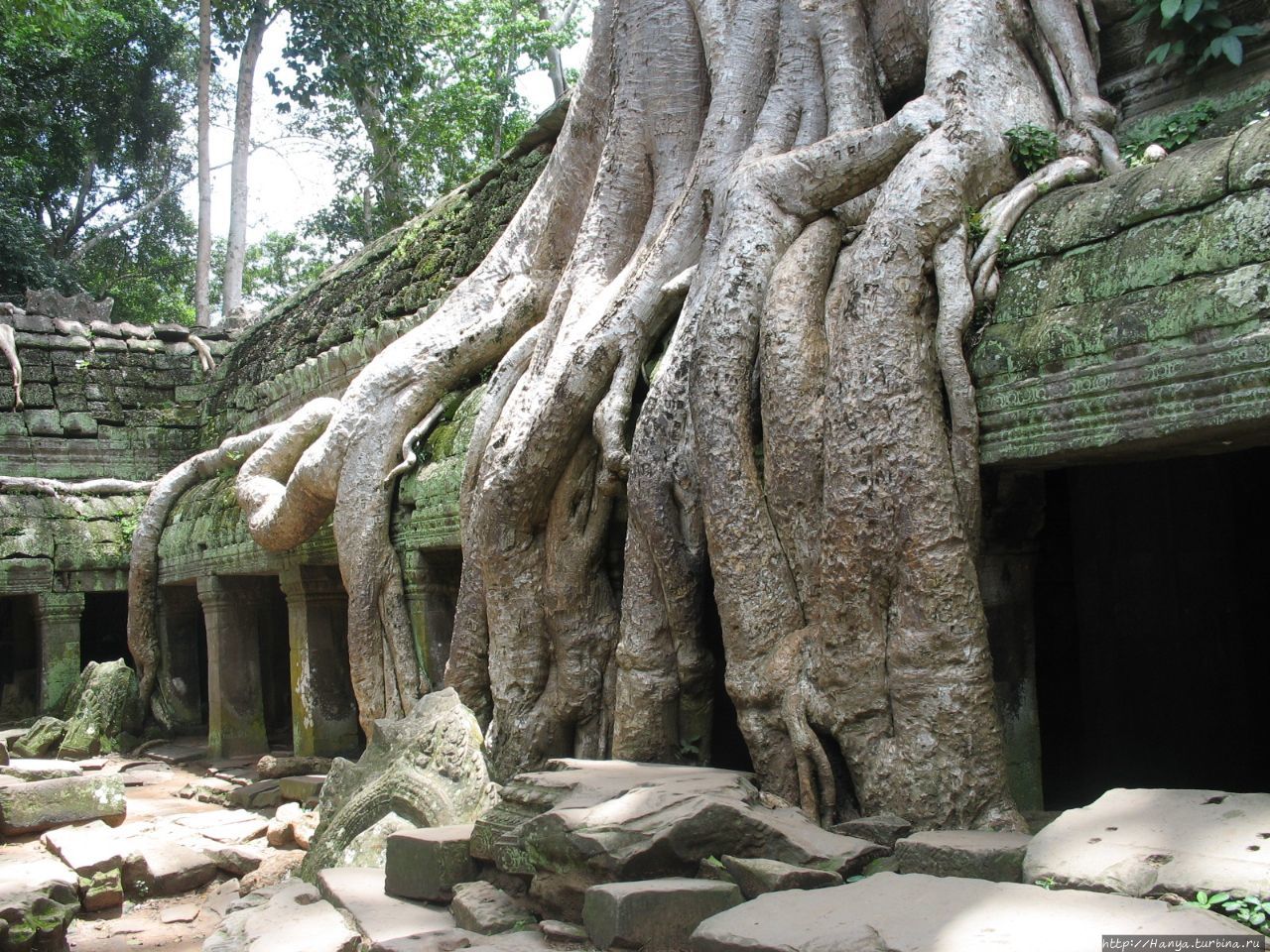 Деревья-душители в храмовом комплексе Та Пром Ангкор (столица государства кхмеров), Камбоджа