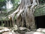 Деревья-душители в храмовом комплексе Та Пром