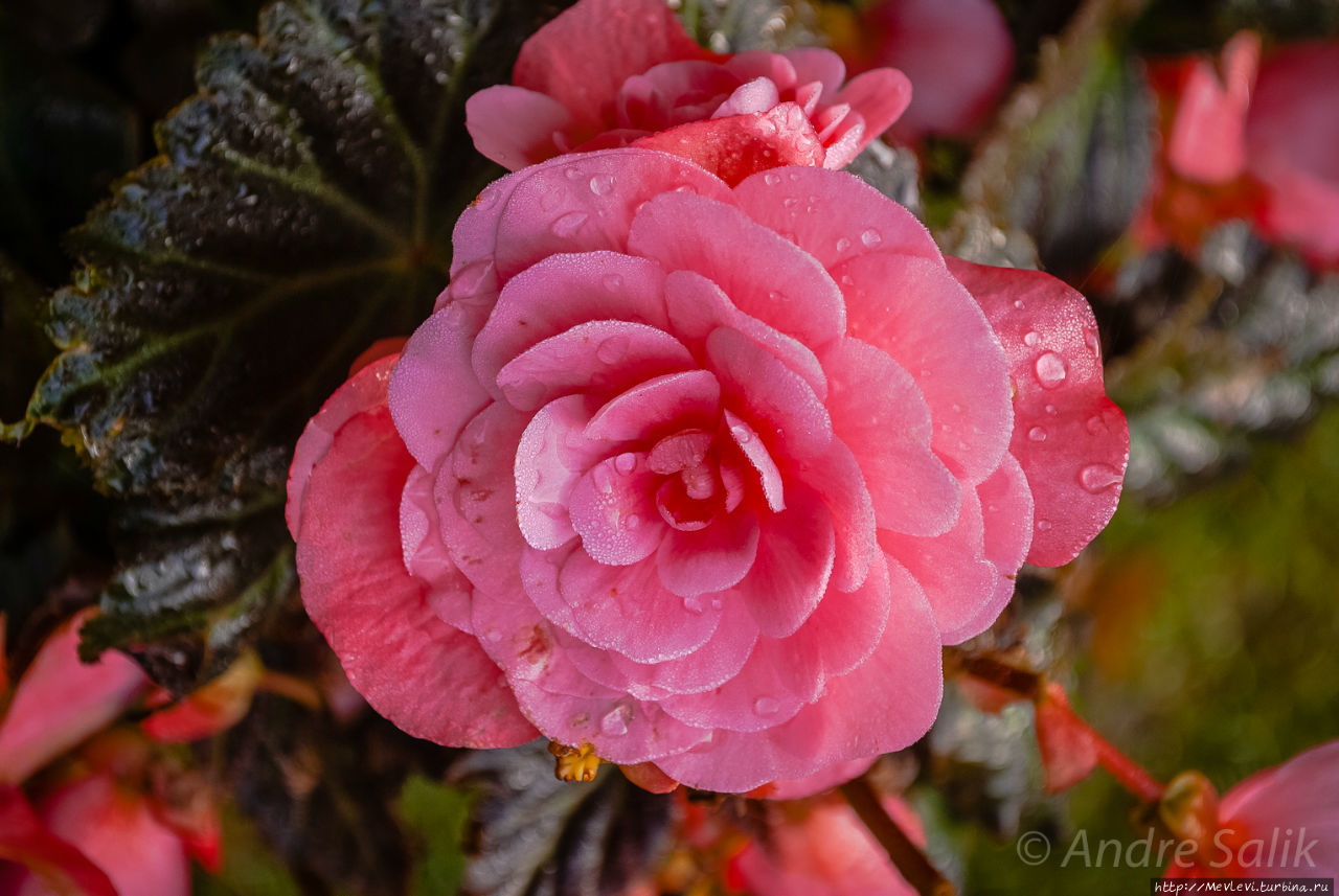 Тропа вокруг МЕЛЬНИЦЫ ИЕРИКИ Цесис, Латвия