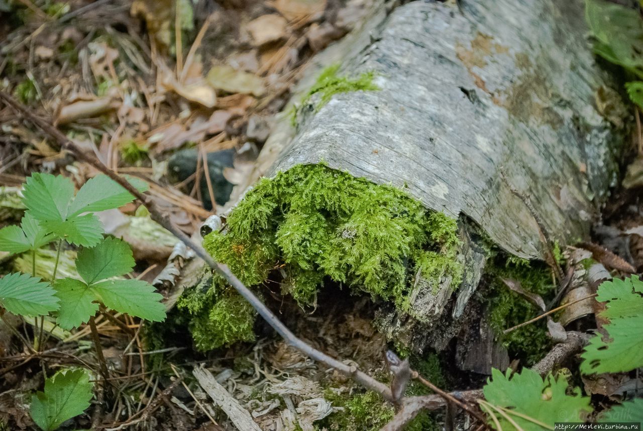 Остров Буллю Рига, Латвия