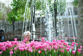 фонтаны и тюльпаны