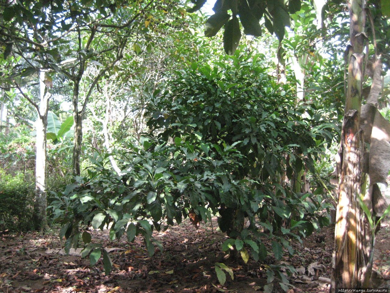 Плантация какао-бобов и как растет кофе Баньюванги, Индонезия