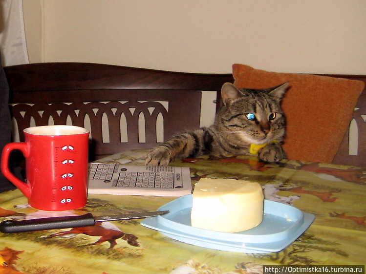 Завтрак аристократа. Кот 